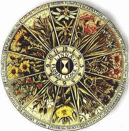 Såkaldt 'blomster-ur' konstrueret af Carl von Linné (1707-78). Det kan siges at være en direkte afspejling af regelmæssigheden i naturen.   